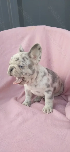 Femeluta bulldog francez lilac merle - imagine 3