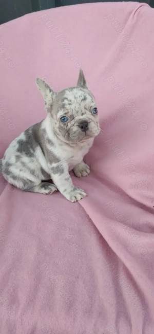 Femeluta bulldog francez lilac merle - imagine 5
