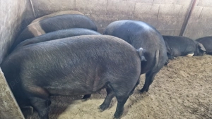 Disponibili - imagine 4