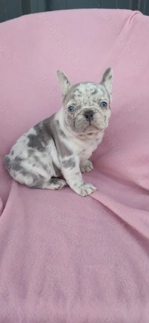 Femeluta bulldog francez lilac merle - imagine 4