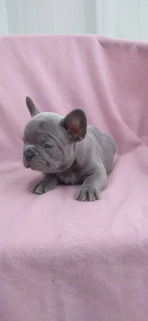 Mascul bulldog francez lilac - imagine 2