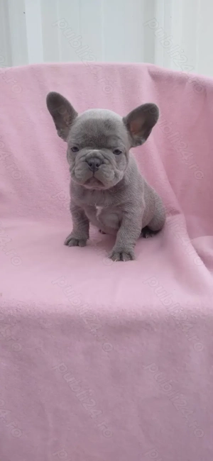 Mascul bulldog francez lilac - imagine 3