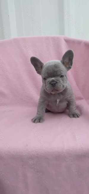 Mascul bulldog francez lilac