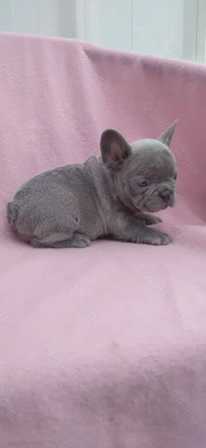 Mascul bulldog francez lilac - imagine 4