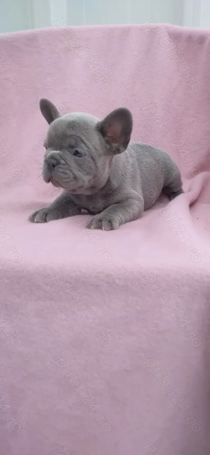 Mascul bulldog francez lilac - imagine 5