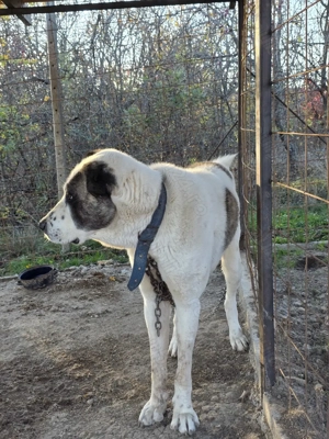 Mascul pt paza curte mix kangal cu alabai - imagine 3