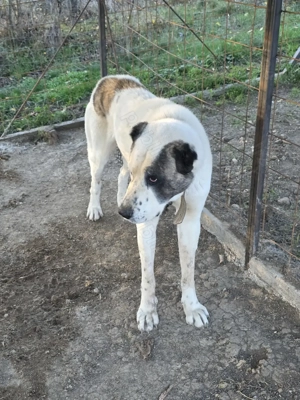 Mascul pt paza curte mix kangal cu alabai - imagine 2