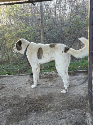 Mascul pt paza curte mix kangal cu alabai - imagine 5