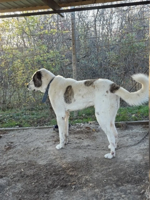 Mascul pt paza curte mix kangal cu alabai - imagine 4