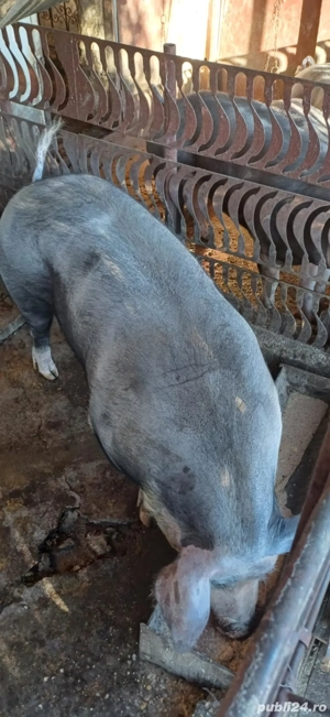 porci de vanzare
