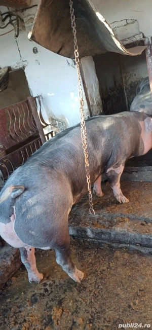 porci de vanzare - imagine 2