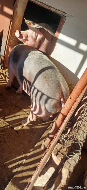 porci de vanzare - imagine 4