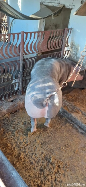 porci de vanzare - imagine 3