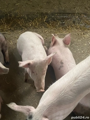 Vand scrofite  - imagine 5