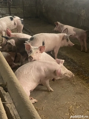 Vand scrofite  - imagine 2