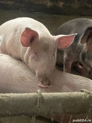 Vand scrofite  - imagine 3