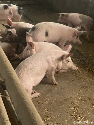 Vand scrofite  - imagine 4