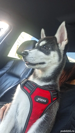 Vând pui husky 3 luni  - imagine 4