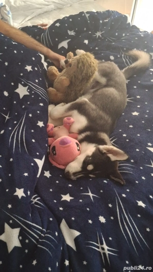 Vând pui husky 3 luni  - imagine 2