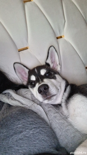 Vând pui husky 3 luni  - imagine 3