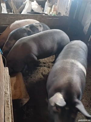 porci de vanzare - imagine 2