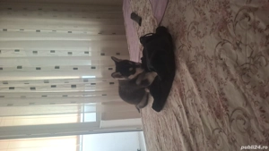 Vând pui husky 3 luni  - imagine 5