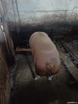 porci de vanzare - imagine 4