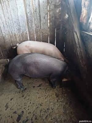 porci de vanzare - imagine 3