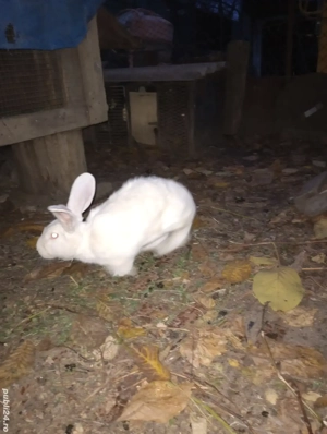 Doua iepuroaice - imagine 2