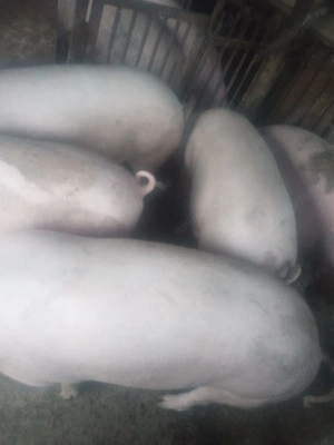 Vând porci rasa  - imagine 4 Vând porci rasa  - imagine 4