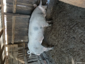 Vind vier  - imagine 5