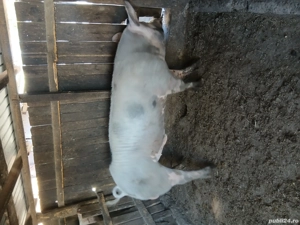 Vind vier  - imagine 4