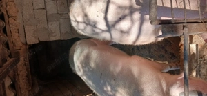 Vând porc pentru Crăciun  - imagine 3