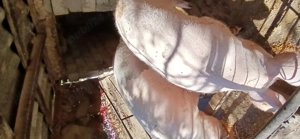 Vând porc pentru Crăciun  - imagine 2