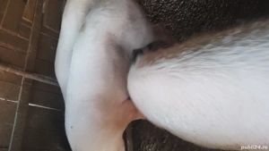 porci de vânzare  - imagine 3