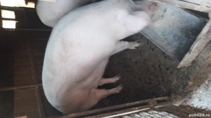 porci de vânzare  - imagine 2