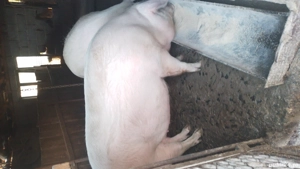 porci de vânzare  - imagine 4