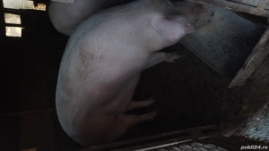 porci de vânzare  - imagine 5