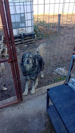 Donez 2 caini masculi - imagine 2