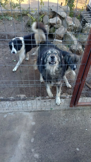 Donez 2 caini masculi - imagine 3