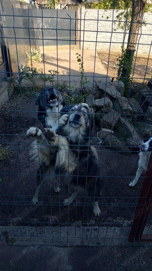 Donez 2 caini masculi