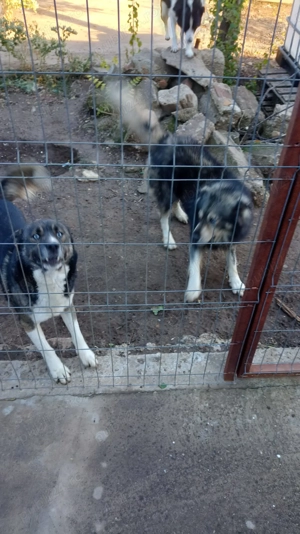 Donez 2 caini masculi - imagine 4