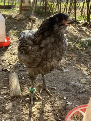 Vand puicuta araucana si puicuta mixt araucana gaina italiana
