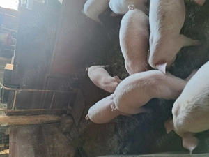 Vând purcei de 8 săptămâni  - imagine 3