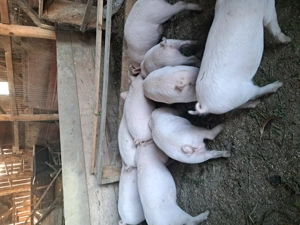 Vând purcei de 8 săptămâni 