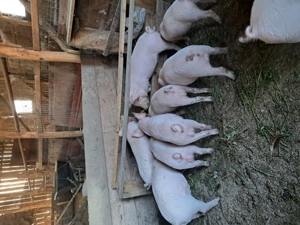 Vând purcei de 8 săptămâni  - imagine 2