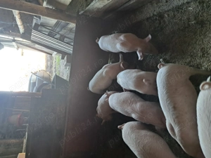 Vând purcei de 8 săptămâni  - imagine 4