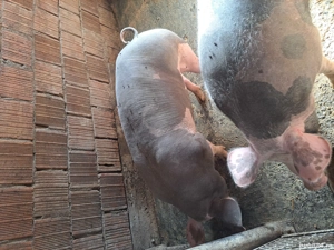 vand porci  - imagine 5