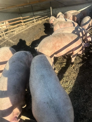 Vand porci  de carne CRESCUTI BIO - imagine 2