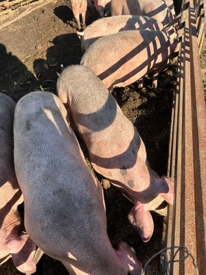 Vand porci  de carne CRESCUTI BIO - imagine 4